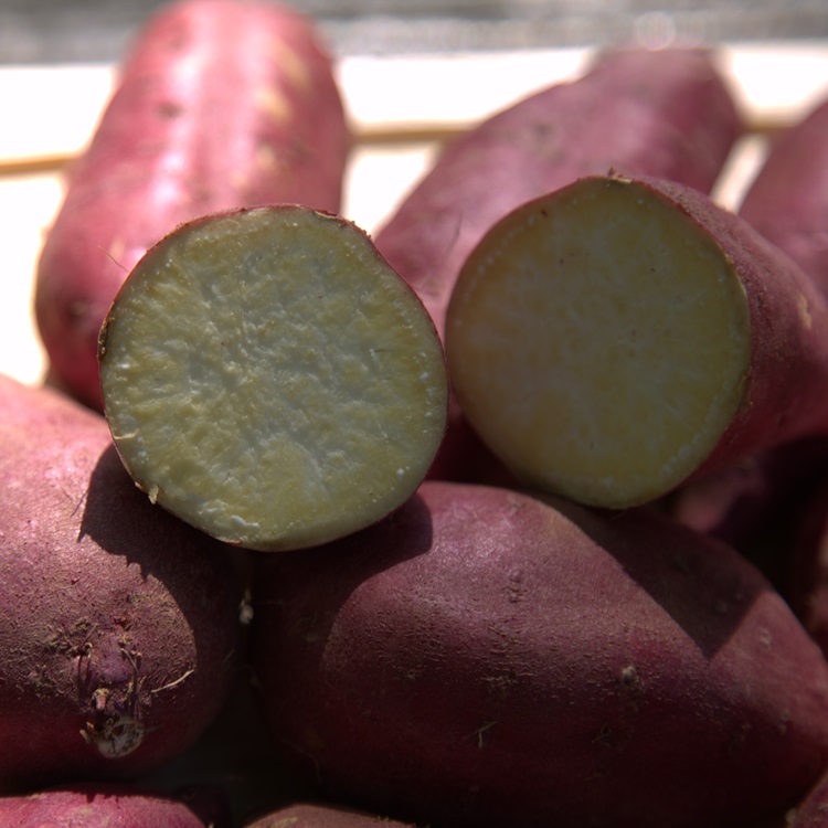 [산지직송] 국내산 해남 햇고구마 밤고구마 상품