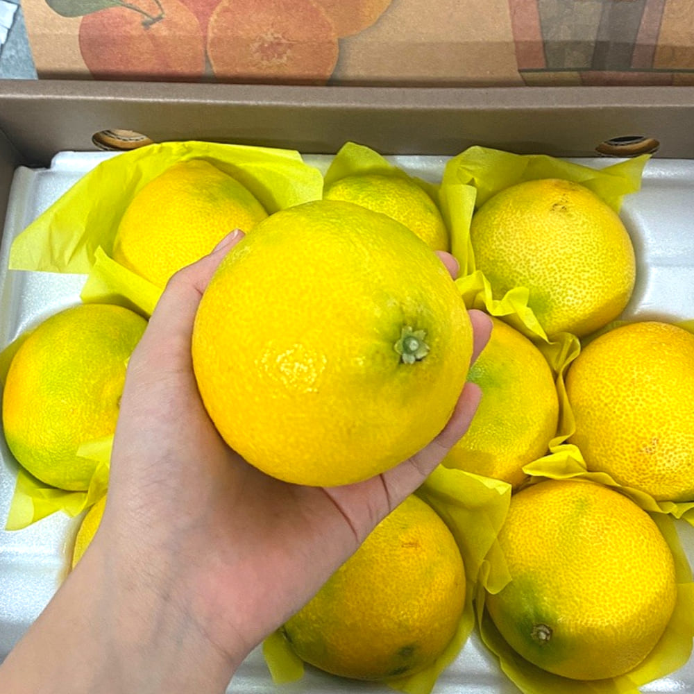 산지직송 청정제주 황금향 선물세트