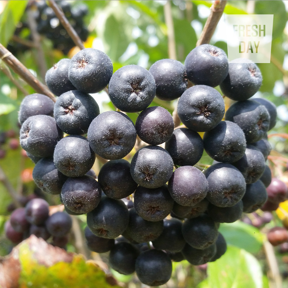 [프레시데이] 고창 프리미엄 아로니아 냉동생과 5kg/10kg