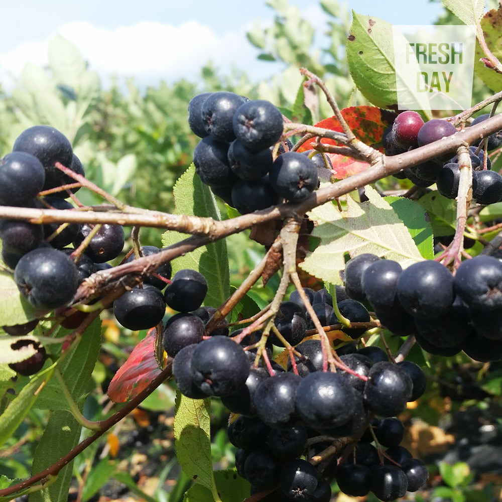 [프레시데이] 고창 프리미엄 아로니아 냉동생과 5kg/10kg