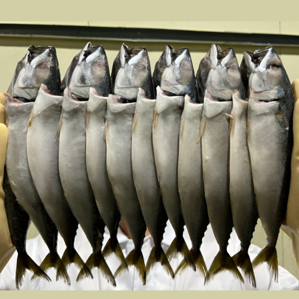 다대포 참고등어 자반(대) 30-35CM 10마리(3.2KG)