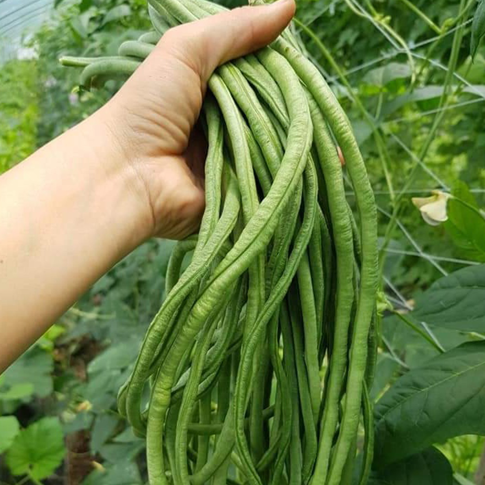 국내산 당일수확 줄콩 롱빈 500g 1kg 줄기콩 Dau dua / Long bean 동남아 식재료