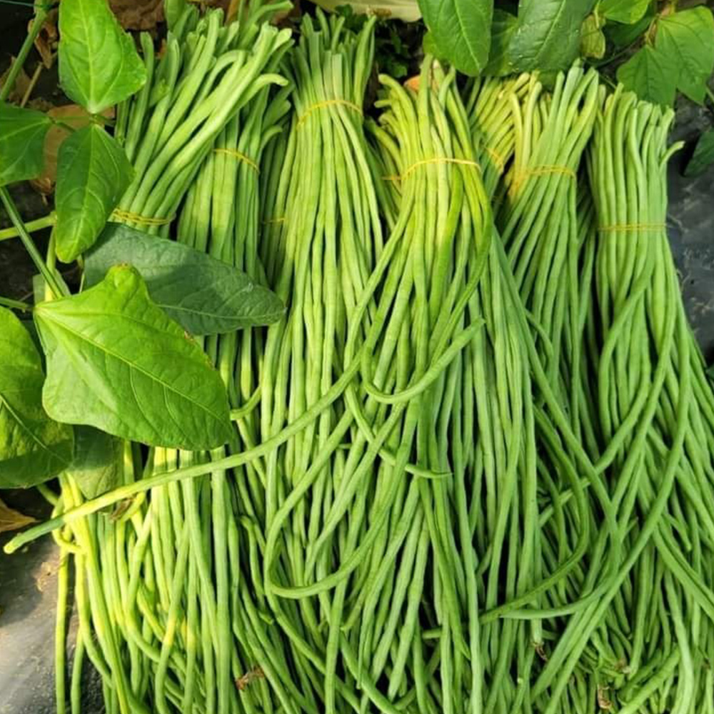 국내산 당일수확 줄콩 롱빈 500g 1kg 줄기콩 Dau dua / Long bean 동남아 식재료