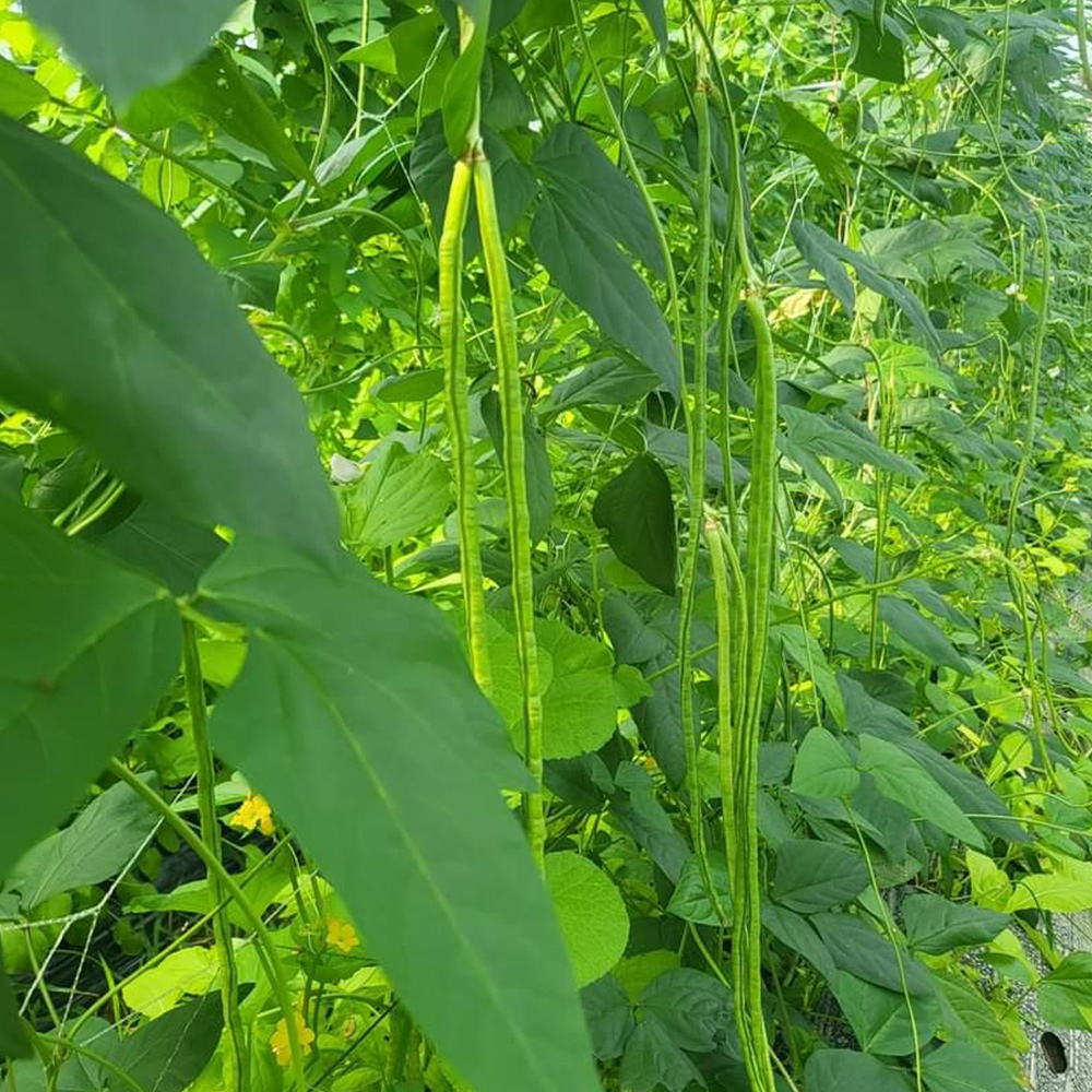 국내산 당일수확 줄콩 롱빈 500g 1kg 줄기콩 Dau dua / Long bean 동남아 식재료
