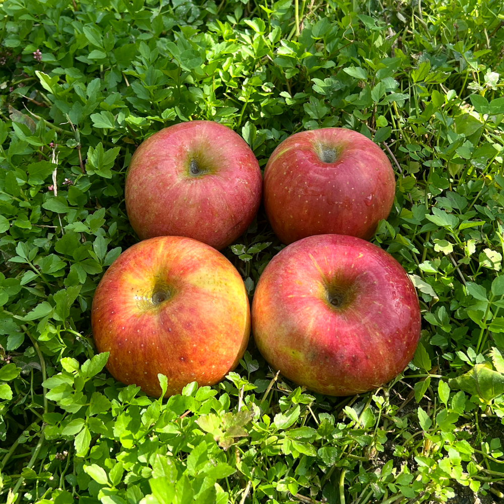 사과 홍로사과 홍로 부사 시나노골드 햇사과 산지직송 5kg 10kg