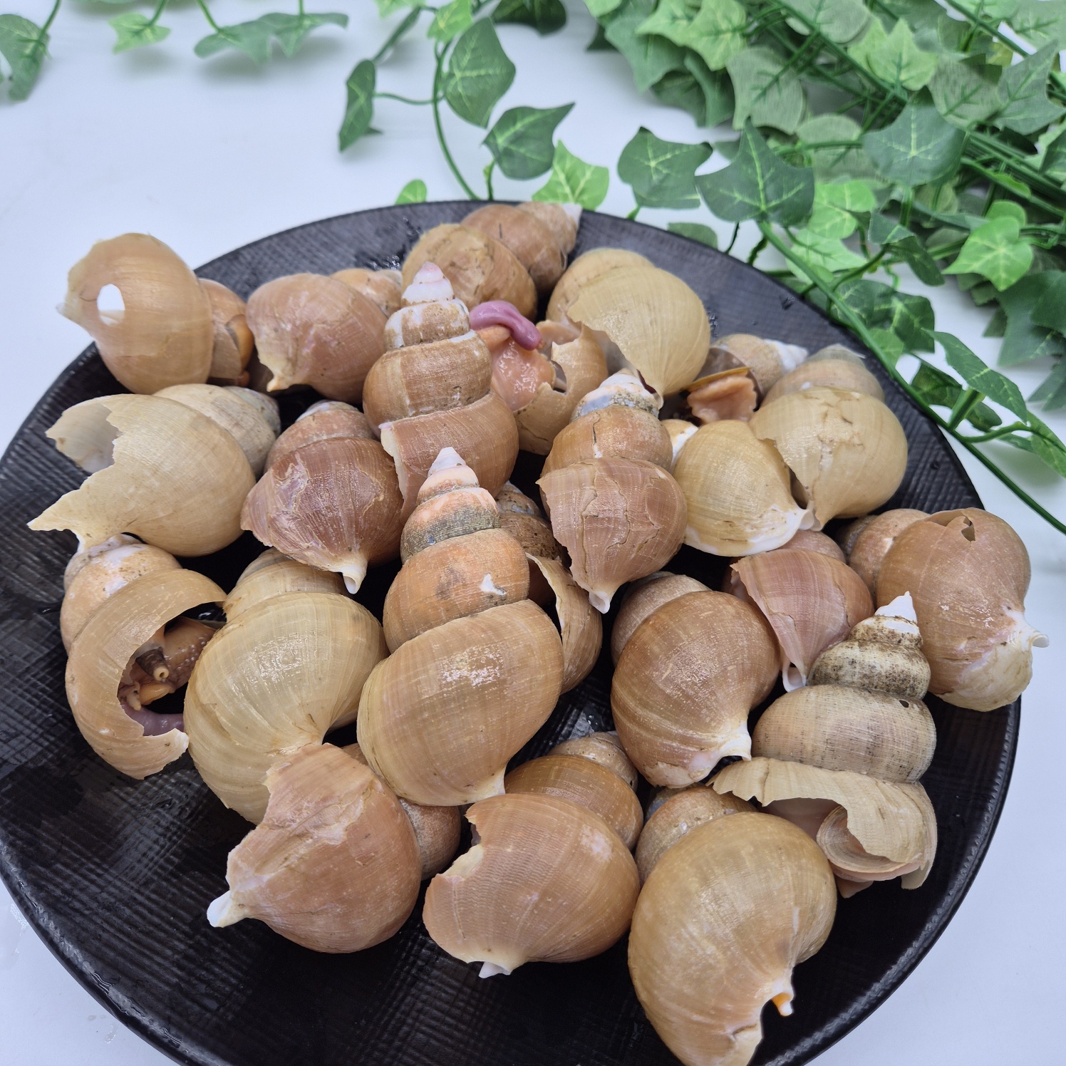 백골뱅이 자숙 백고동 백골뱅이제철 백골뱅이탕 300g