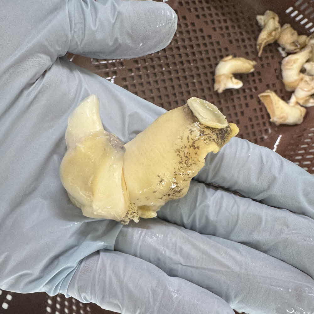 백골뱅이 자숙 백고동 백골뱅이제철 백골뱅이탕 300g