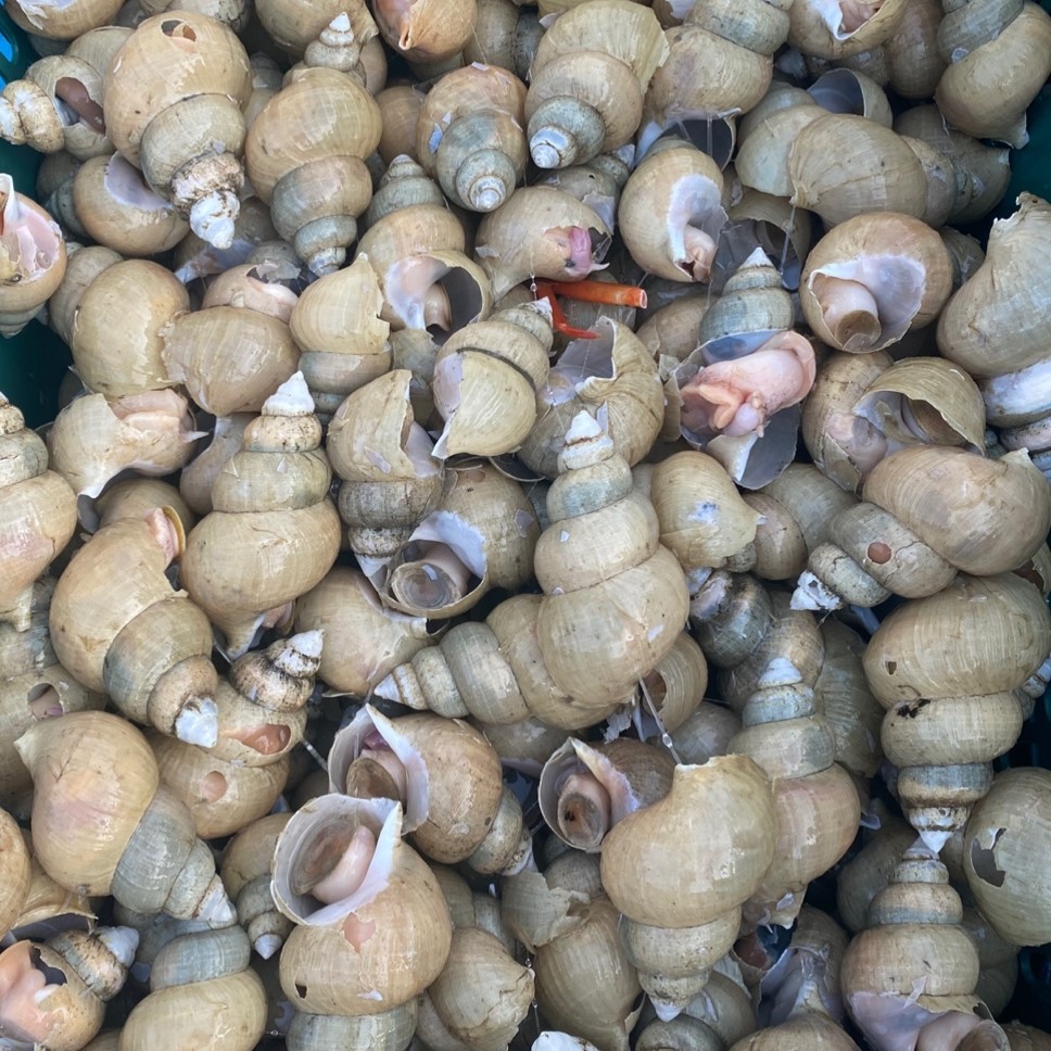 백골뱅이 자숙 백고동 백골뱅이제철 백골뱅이탕 300g