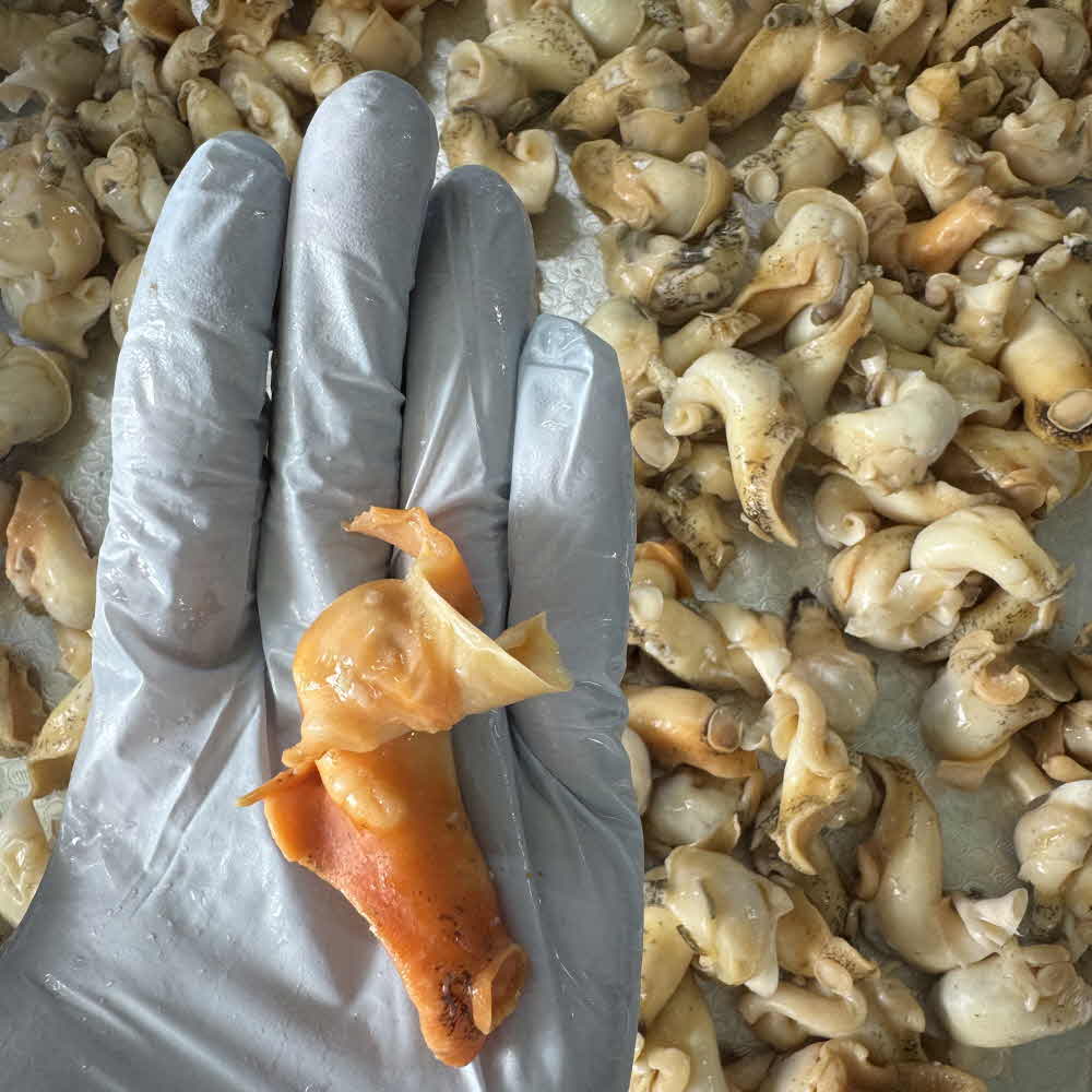 백골뱅이 자숙 백고동 백골뱅이제철 백골뱅이탕 300g