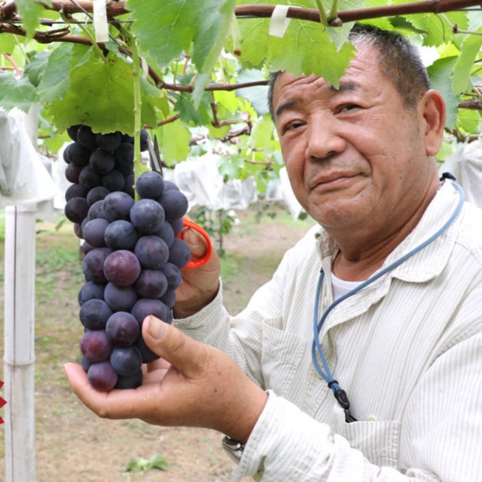 산지직송 국내산 고당도 거봉포도 대표이미지 섬네일