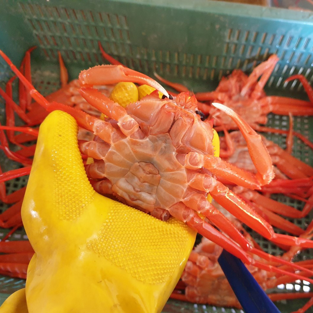 선주직송 수율80% 포항 구룡포 자숙 연지홍게 특A급 2kg(6~7미)