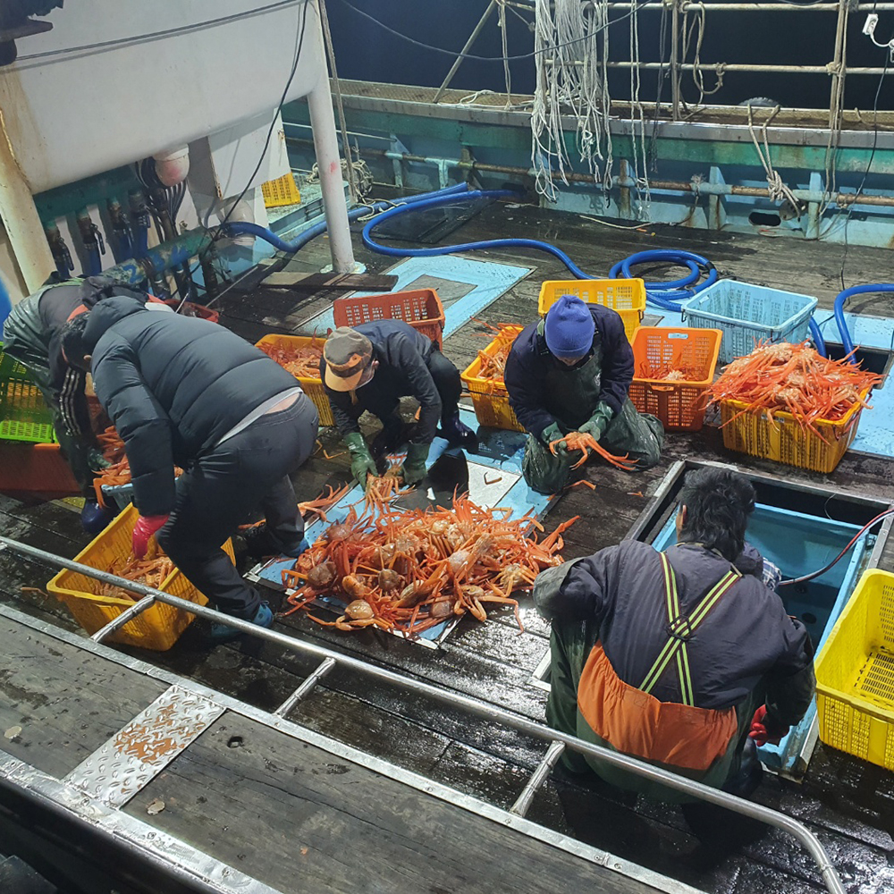 선주직송 수율80% 포항 구룡포 자숙 연지홍게 특A급 2kg(6~7미)