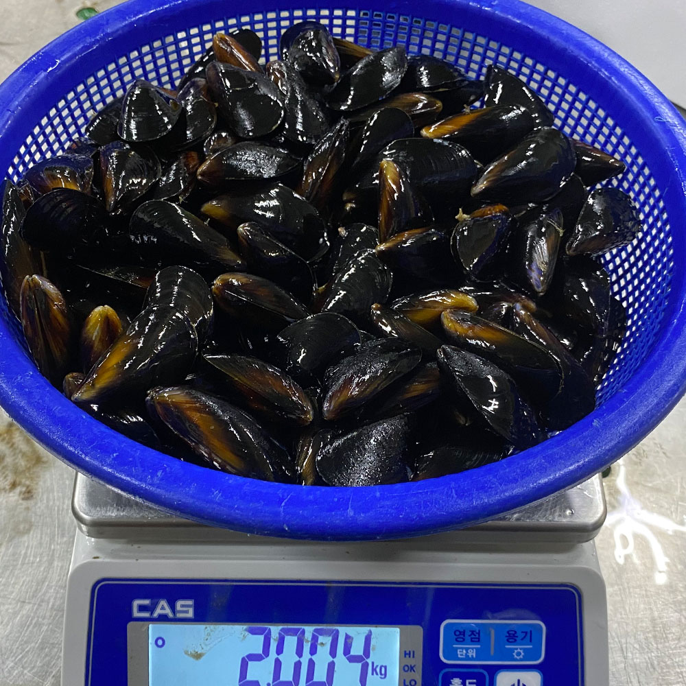 국내산 통영 세척 다듬이 홍합 1-9kg