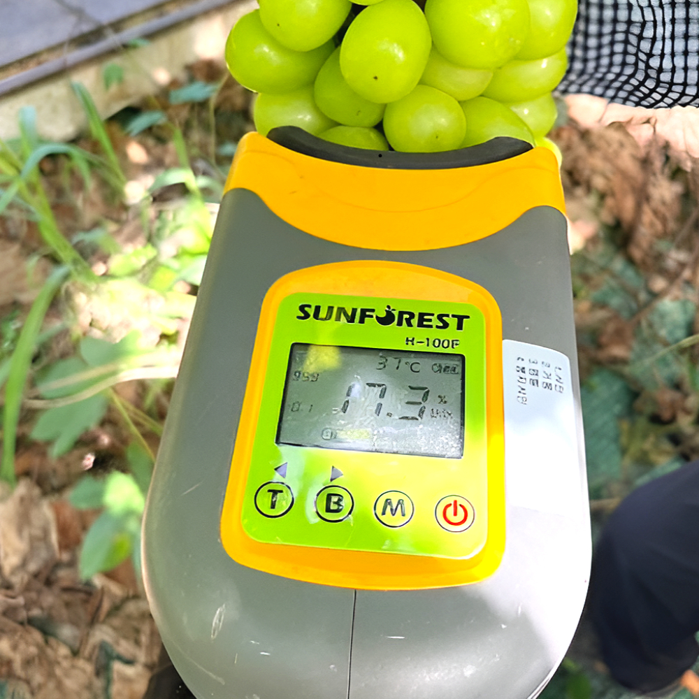 [해따온] 경북 영천 제철과일 망고포도 샤인머스캣 2kg / 4kg