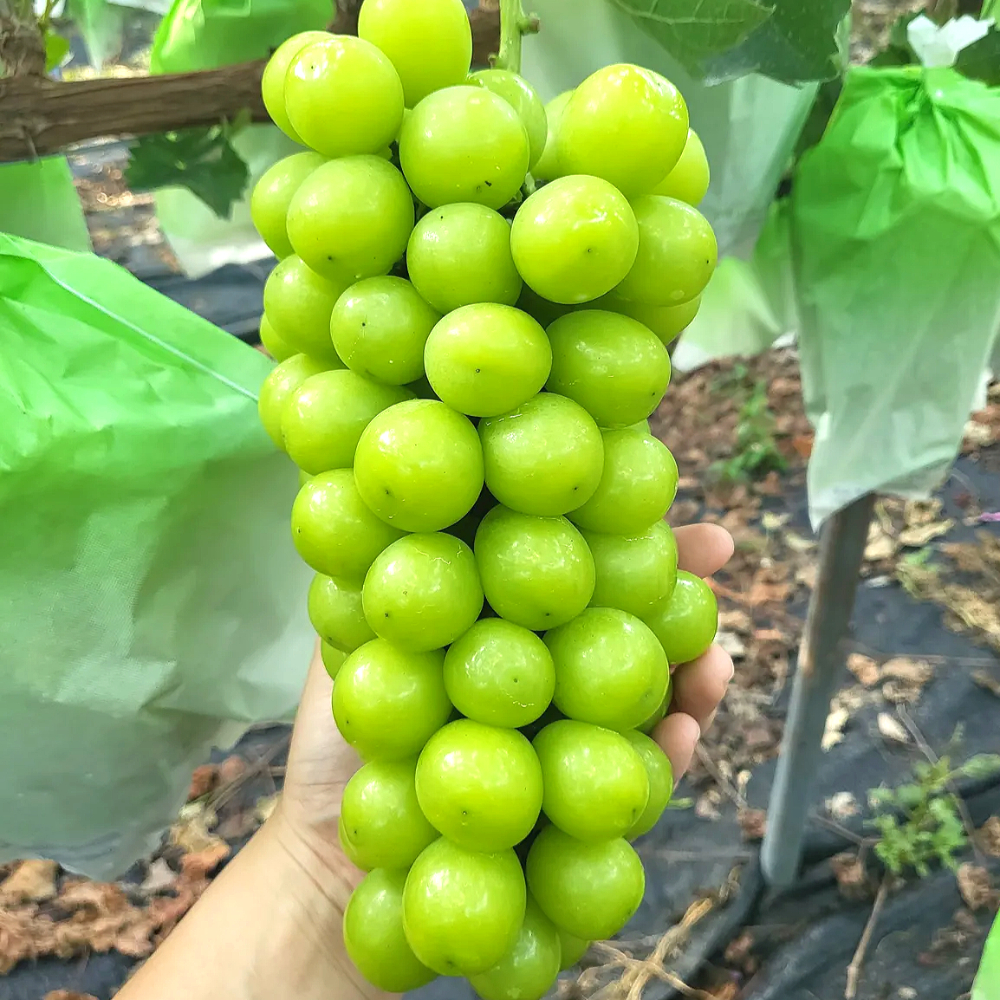 [해따온] 경북 영천 제철과일 망고포도 샤인머스캣 2kg / 4kg