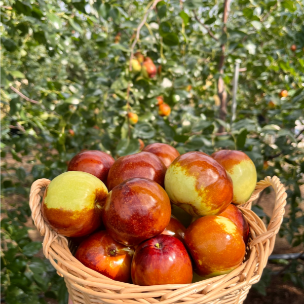 GAP 저탄소 아삭달콤 하우스 사과대추