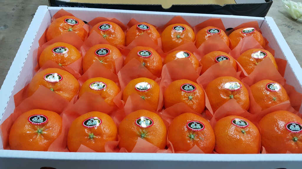 무농약 레드향 3kg / 5kg