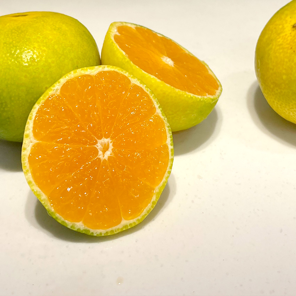 산지직송 제주 서귀포 극조생 노지 감귤 4.5kg 9kg 로얄과 프리미엄 성공