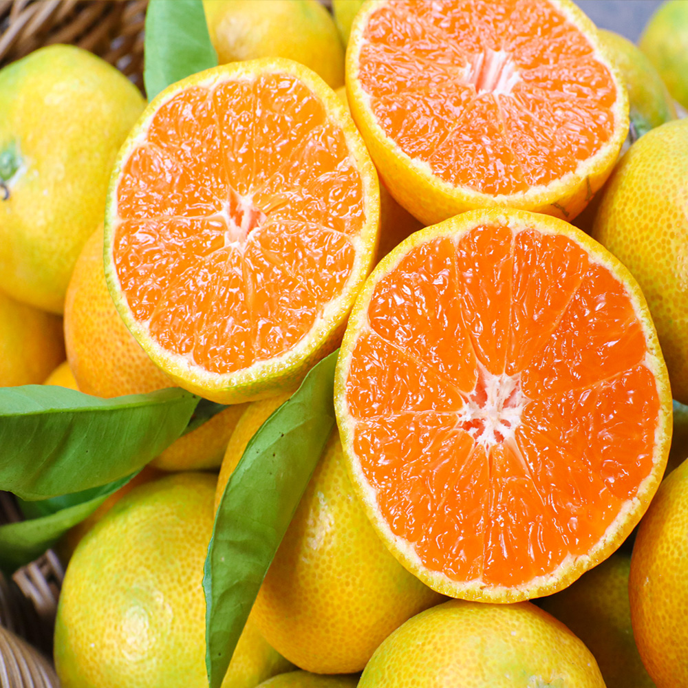 산지직송 제주 서귀포 극조생 노지 감귤 4.5kg 9kg 로얄과 프리미엄 성공