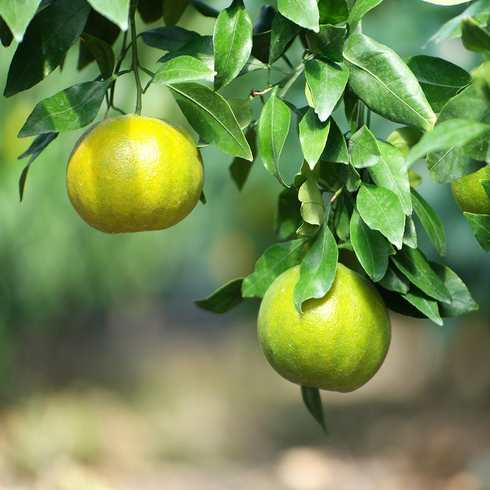 산지직송 제주 서귀포 극조생 노지 감귤 4.5kg 9kg 로얄과 프리미엄 성공
