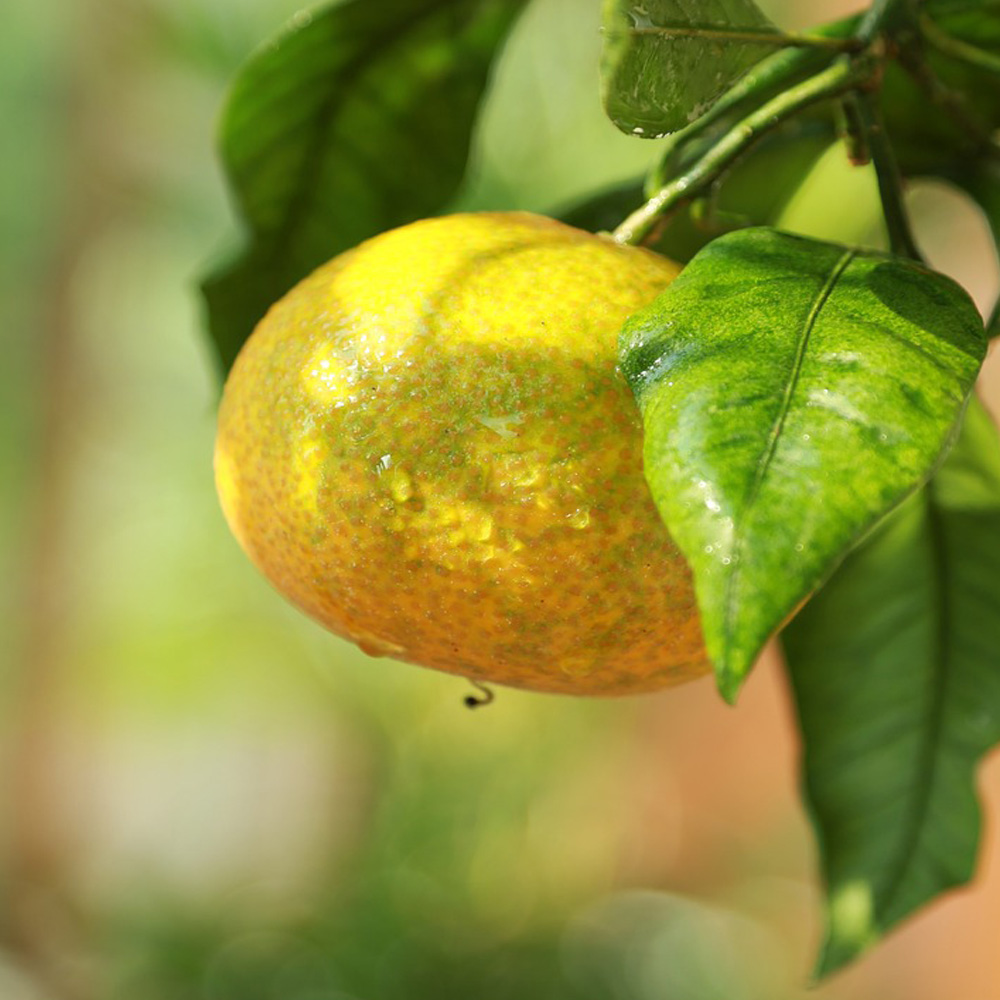 산지직송 제주 서귀포 극조생 노지 감귤 4.5kg 9kg 로얄과 프리미엄 성공