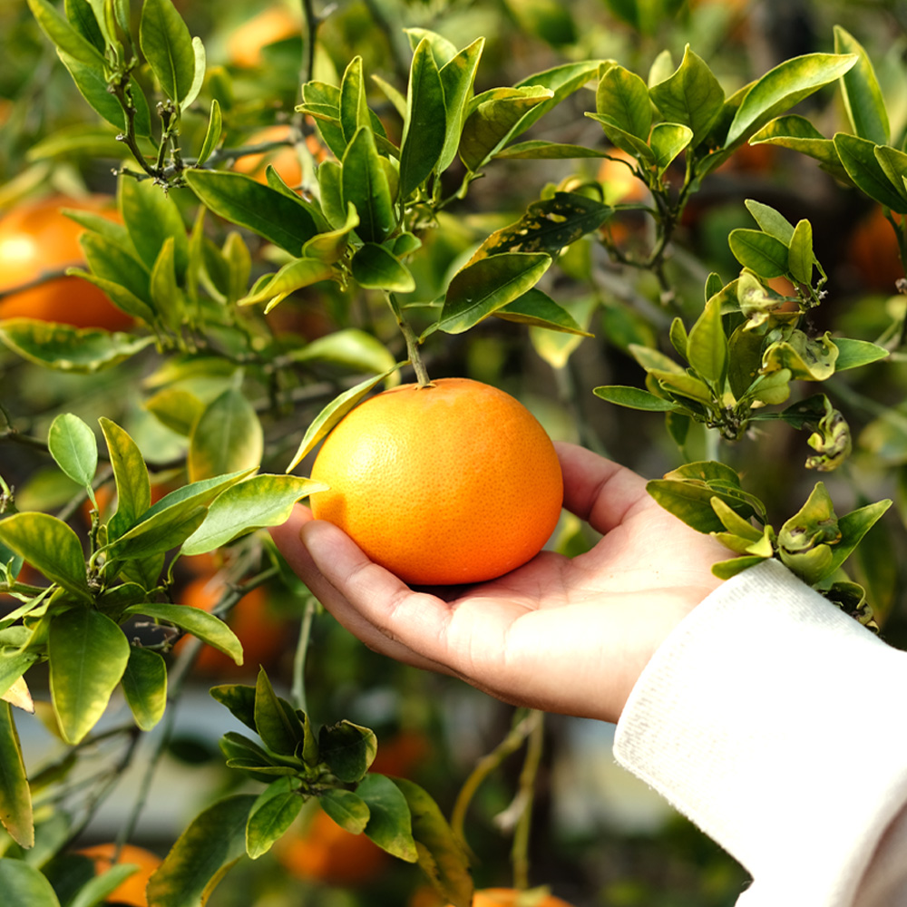 산지직송 제주 서귀포 극조생 타이벡 감귤 2.5kg 4.5kg 9kg 로얄과 프리미엄 성공
