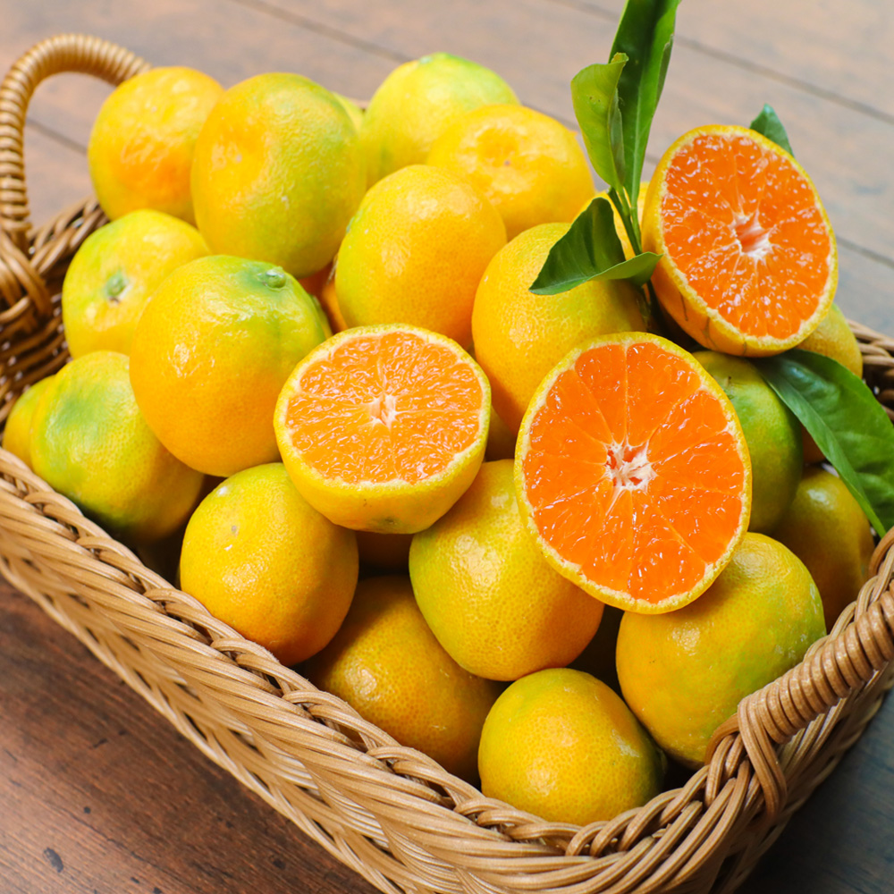 산지직송 제주 서귀포 극조생 타이벡 감귤 2.5kg 4.5kg 9kg 로얄과 프리미엄 성공