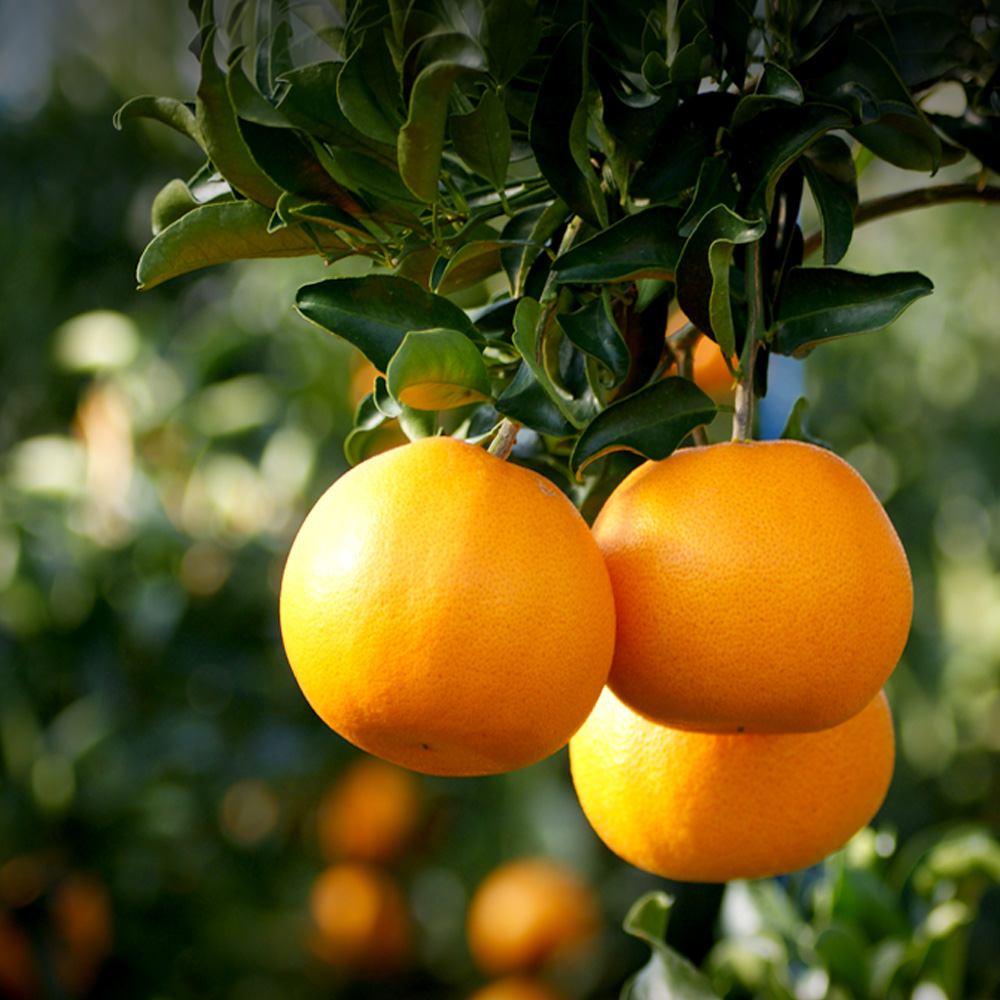 산지직송 제주 서귀포 극조생 타이벡 감귤 2.5kg 4.5kg 9kg 로얄과 프리미엄 성공
