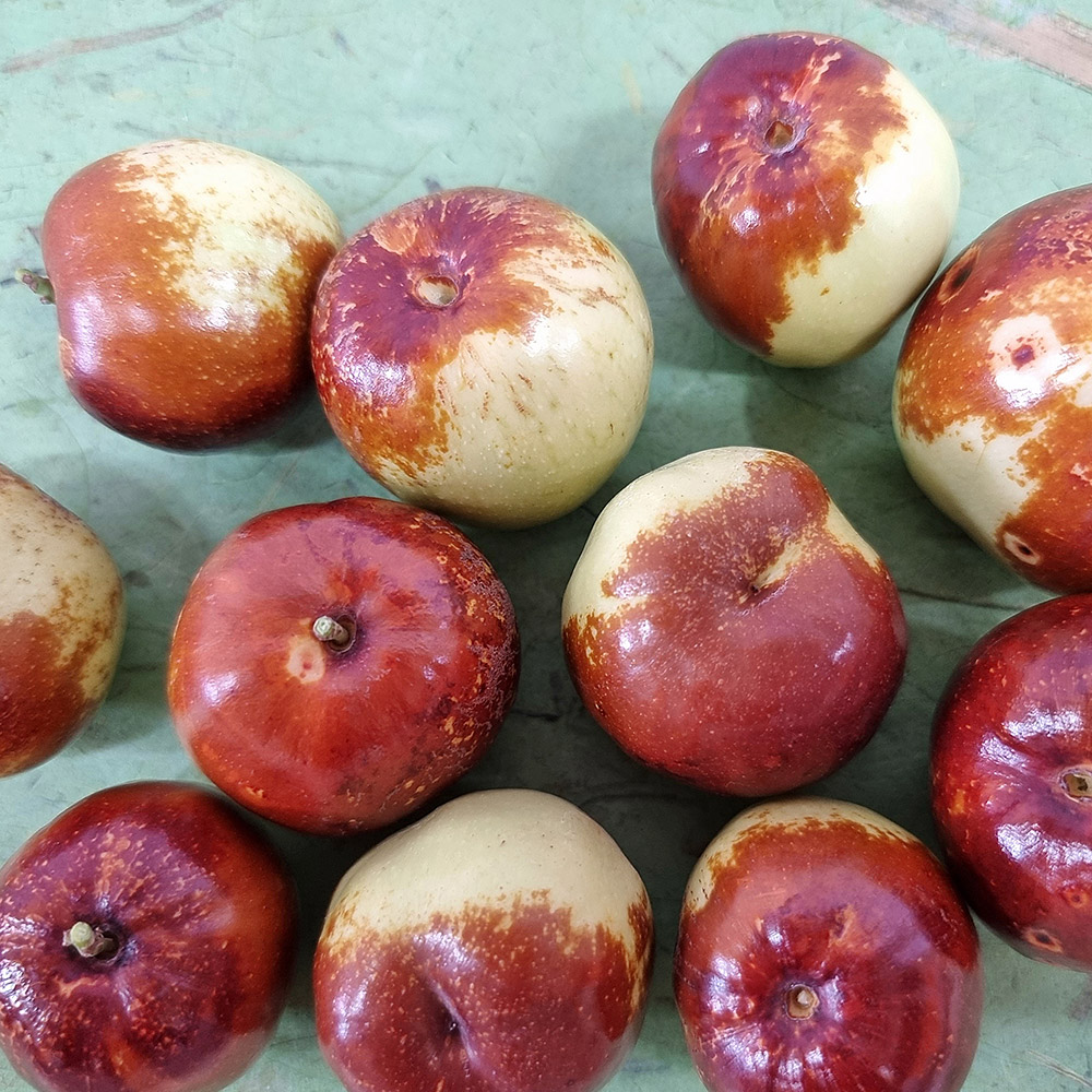 [산지직송] 대추 한알 사과같은 대추 사과 대추 500g 1kg 상 특 왕 사이즈