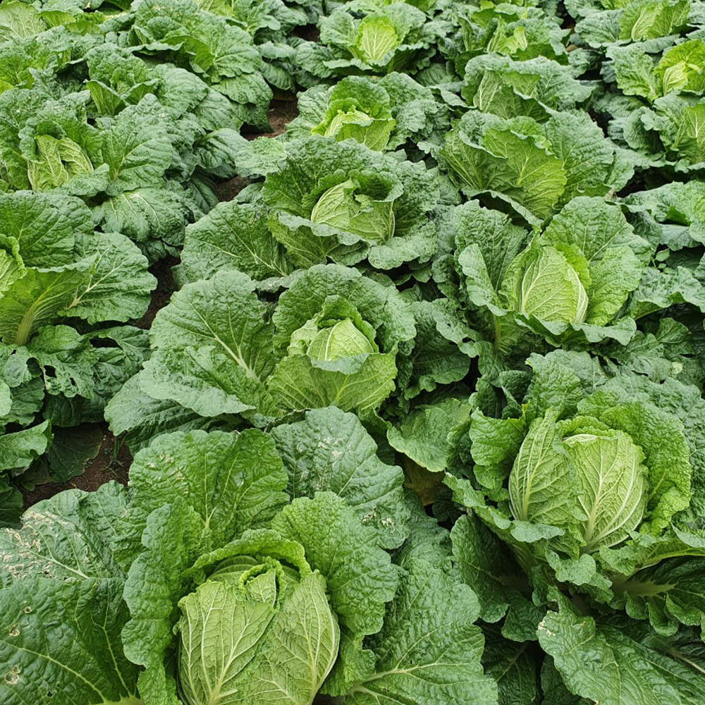 명품 해남 절임배추 20kg 홍갓포함 절인배추