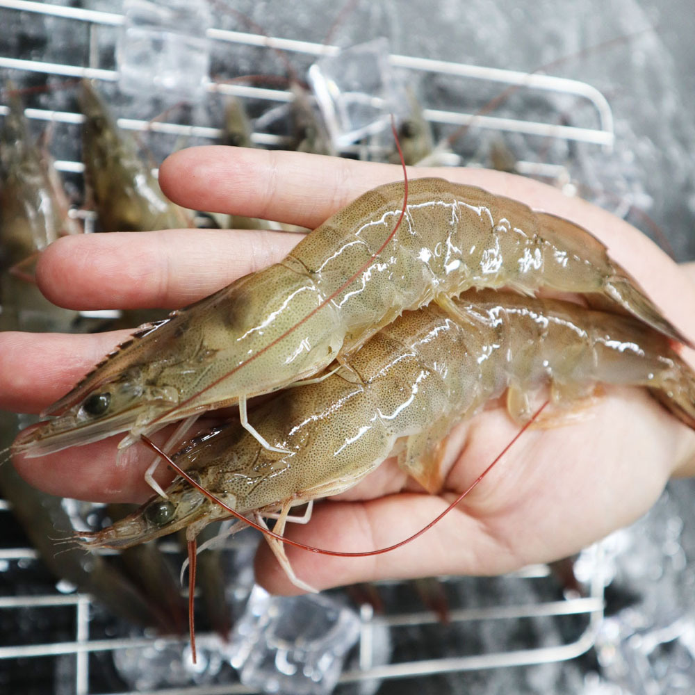 [당일조업] 근육빵빵 신안 장산도산 통통한 활새우 1kg 흰다리 새우 제철 새우 30미 내외