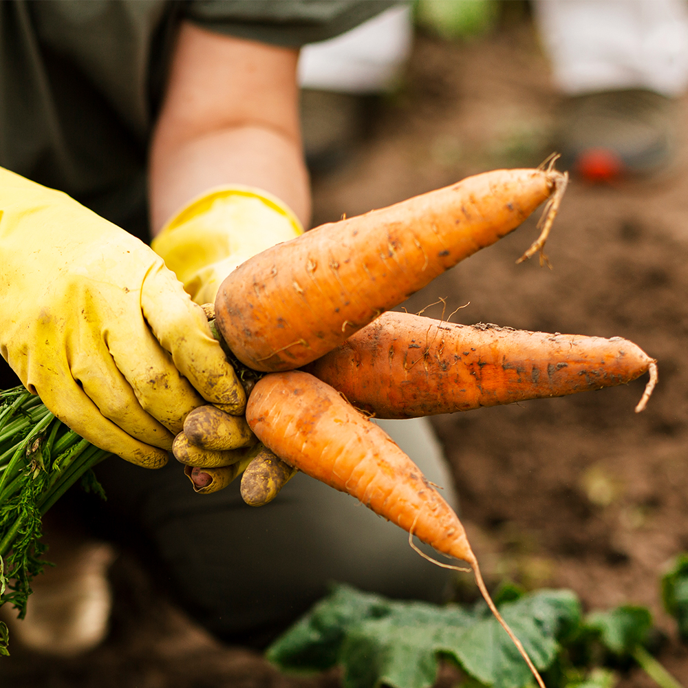 [당근브팜] 맛있는 당근 출하 2kg 5kg 10kg 중 상 특 크기 대표이미지 섬네일