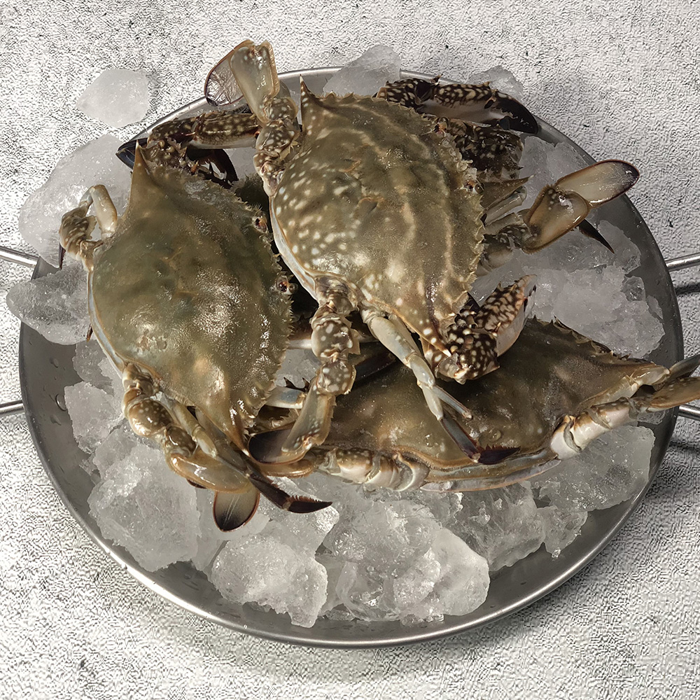 [당일조업] 활꽃게 숫꽃게 1~3kg 찜 탕 구이용