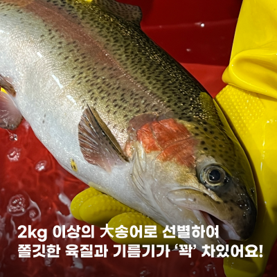 국내산 '일타송어' 필렛 500g