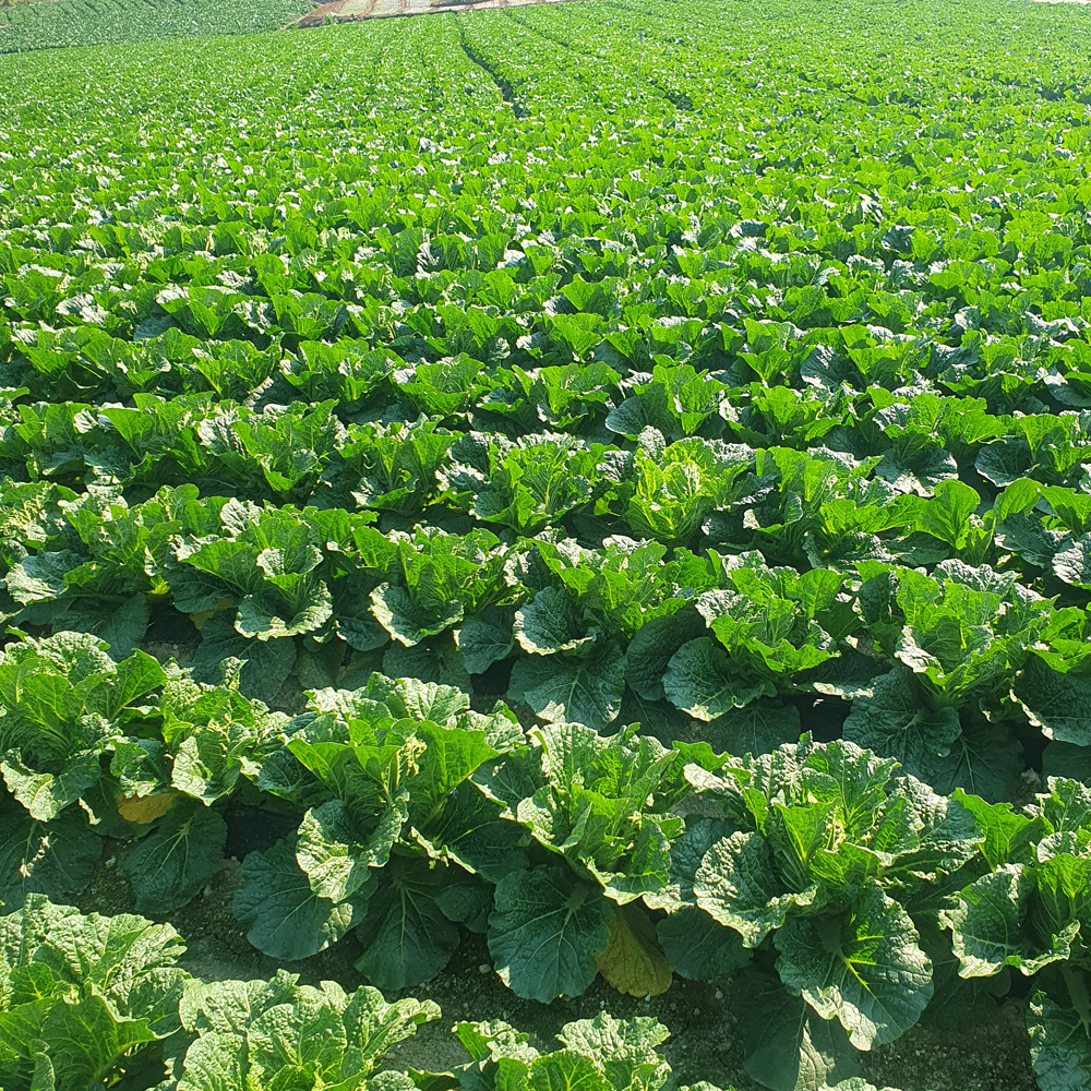 [예약배송] 3개인증 GAP HACCP 전남도지사인증 직접 기른 해남 절임배추 20kg 국내산 천일염 7-10포기