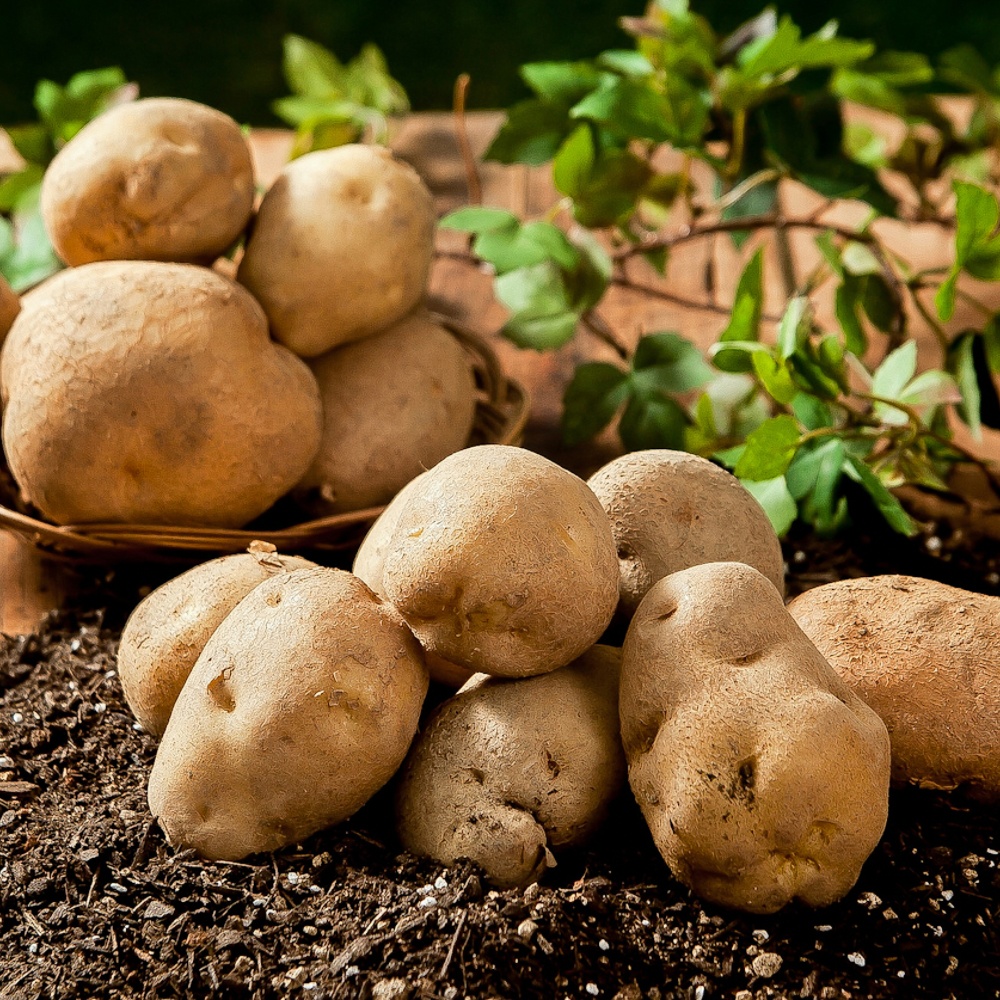 포슬포슬 국내산 감자 3kg 5kg 사이즈선택