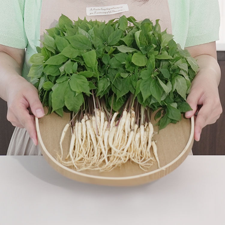 토정마루 GAP 새싹인삼 50뿌리 100뿌리 대(25~30cm) 중(20~25cm) 소(15~20cm) 새싹삼 부모님 건강 선물