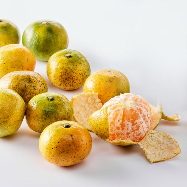 저탄소 노지밀감(1kg/로얄과) 대표이미지 섬네일