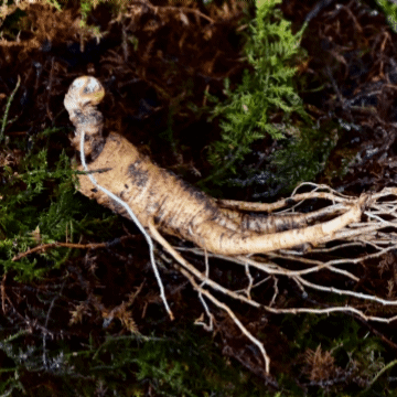 강원도 자연에서 온 진짜 산양삼 12-15년산 프리미엄 선물용 대표이미지 섬네일