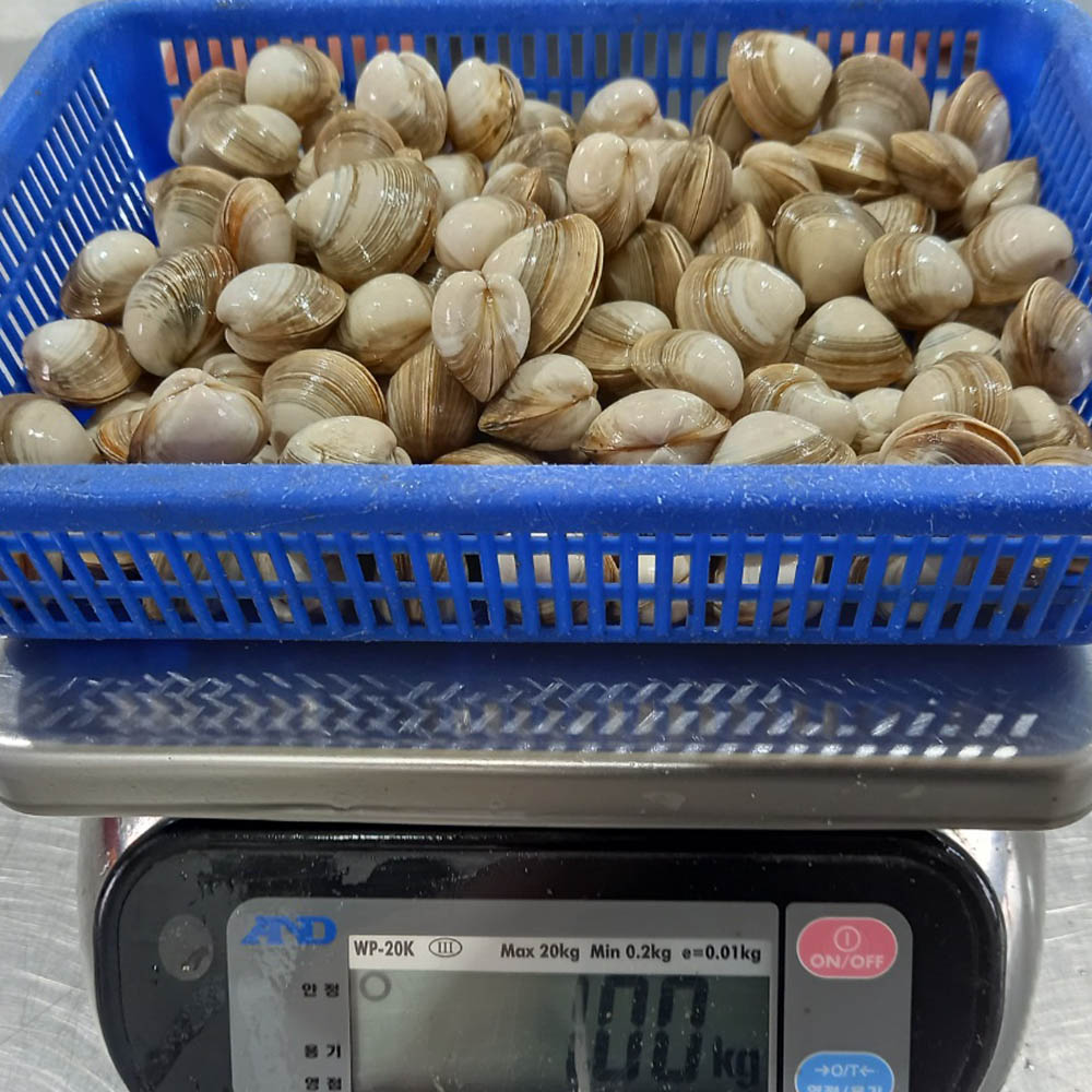 국내산 제철 동죽 조개 1kg 80미 내외