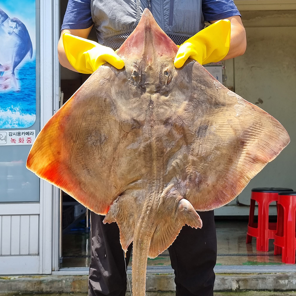 자연산 흑산도 홍어 250g / 500g (양념장포함) (약한숙성, 중간숙성, 강한숙성) / 전남목포