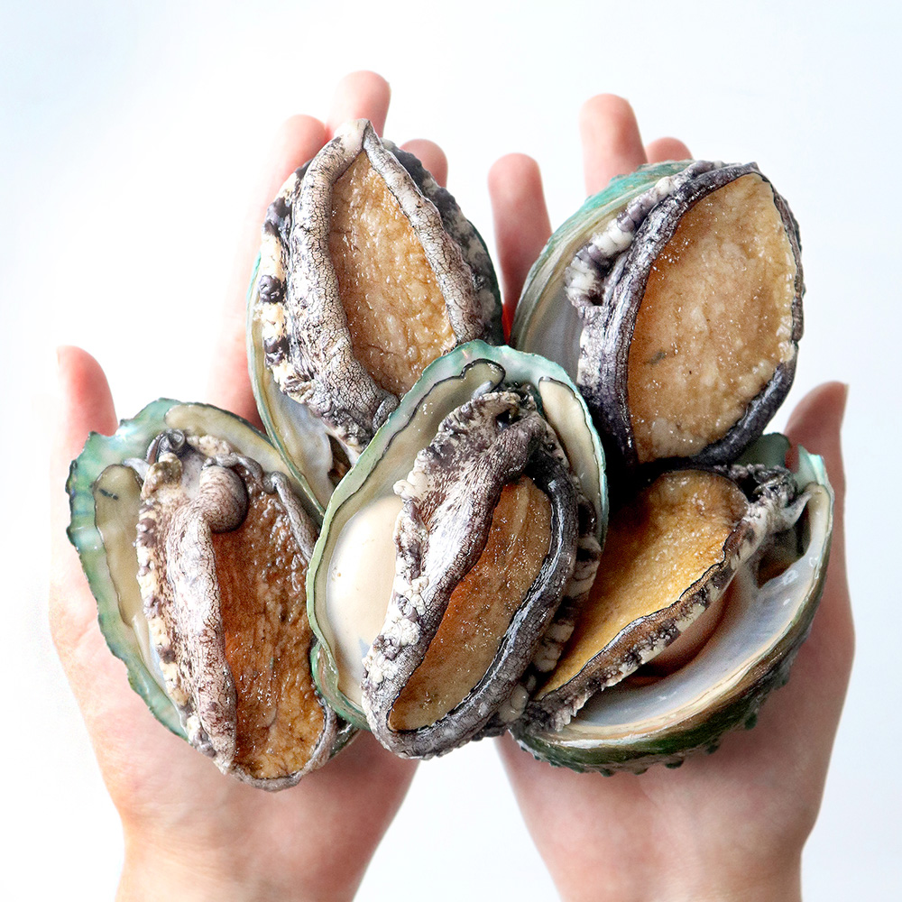 국내산 완도 활 전복 1KG 고품질 살아있는 특대 꼬마 전복 당일채취 대표보양식