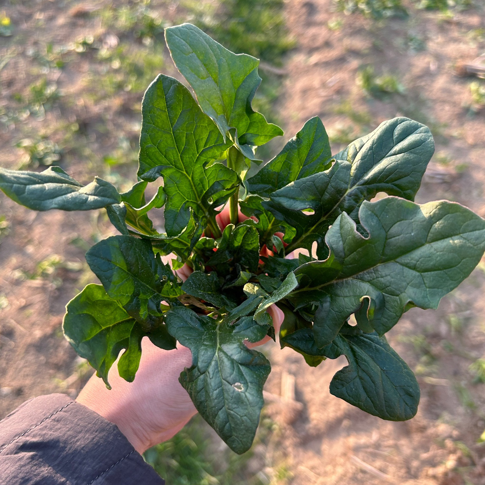 남해 해풍맞은 노지 월동 시금치 1kg 무료배송 보물초