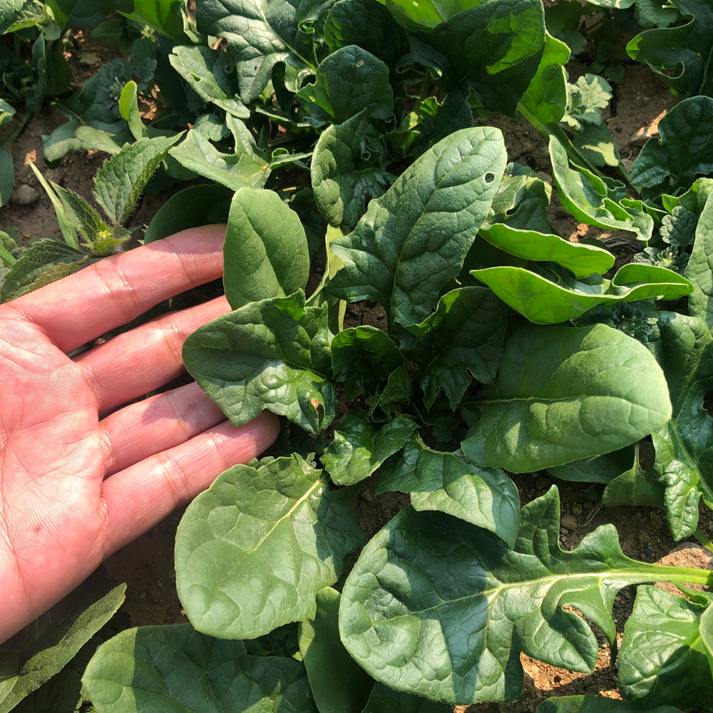 남해 해풍맞은 노지 월동 시금치 1kg 무료배송 보물초