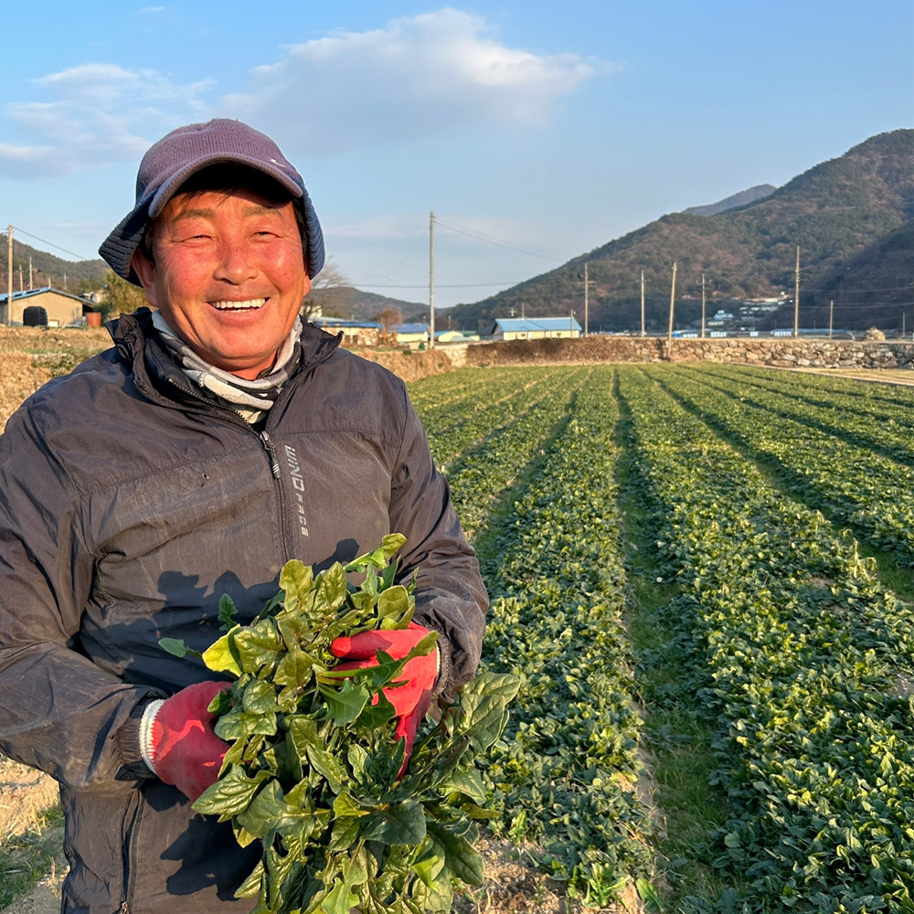 남해 해풍맞은 노지 월동 시금치 1kg 무료배송 보물초