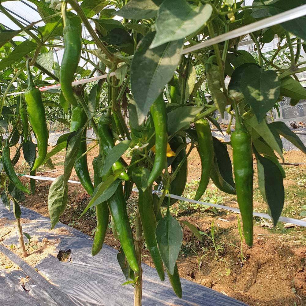 국내산 적당한 맵기 아삭이 풋고추 500g-5kg