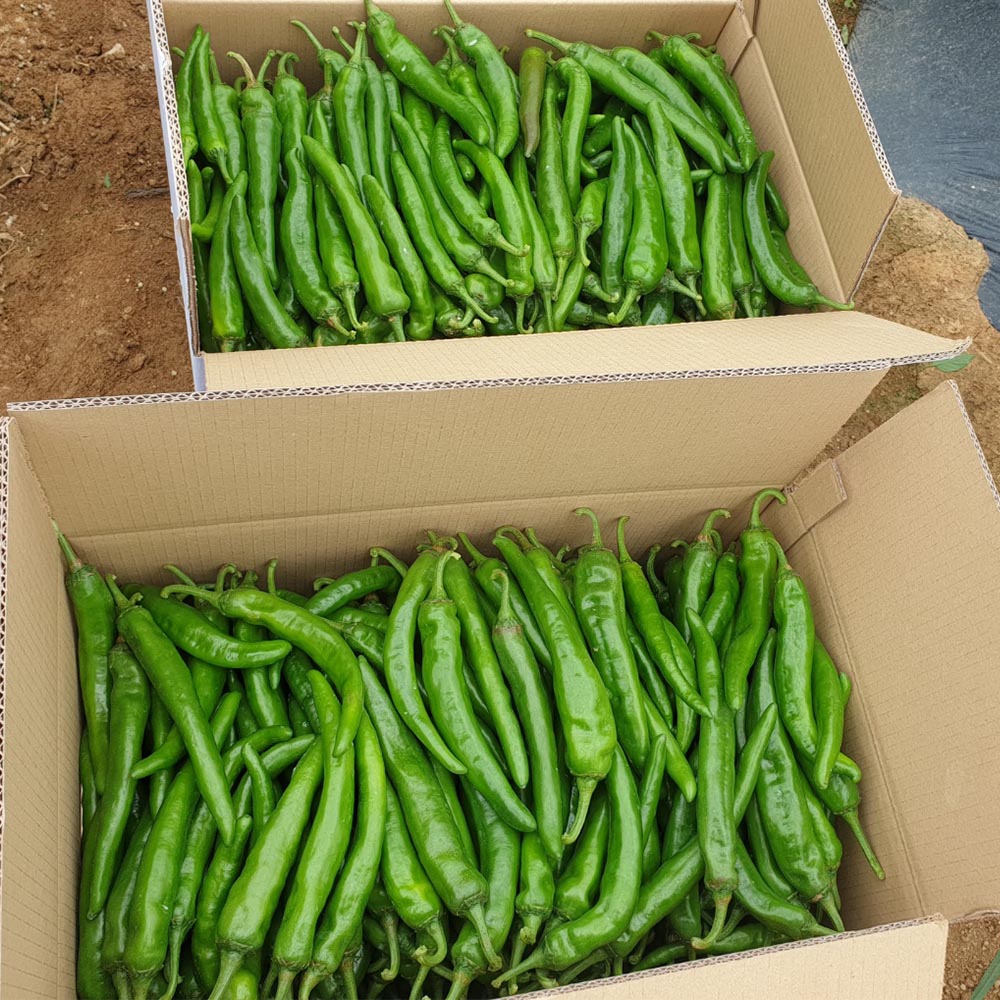 국내산 적당한 맵기 아삭이 풋고추 500g-5kg