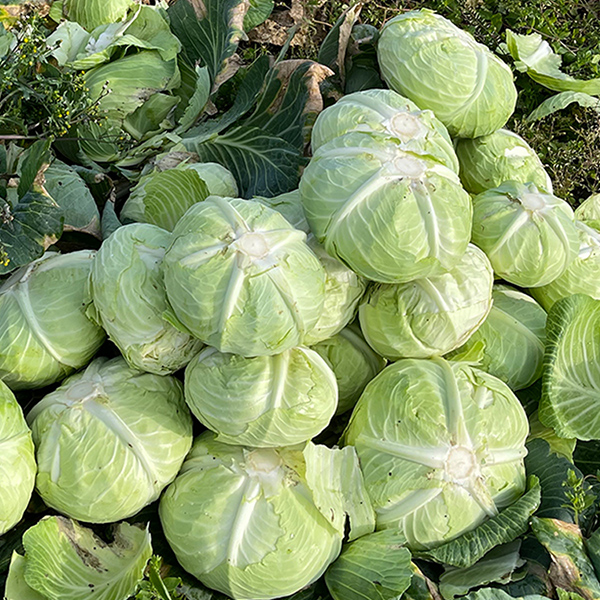 제주 유기농 양배추 3kg/6kg (산지직송)