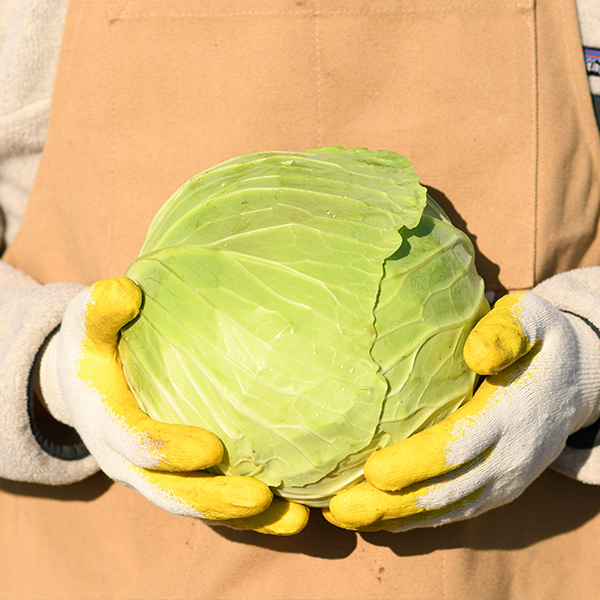 제주 유기농 양배추 3kg/6kg (산지직송)