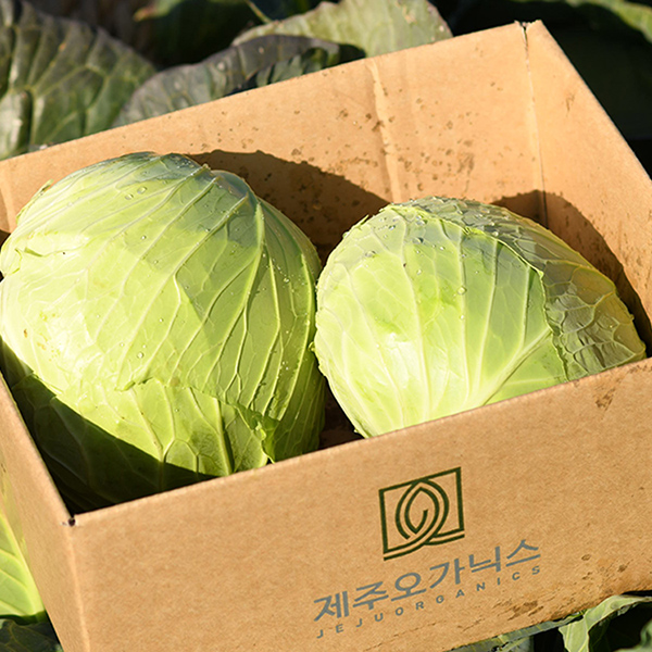 제주 유기농 양배추 3kg/6kg (산지직송)